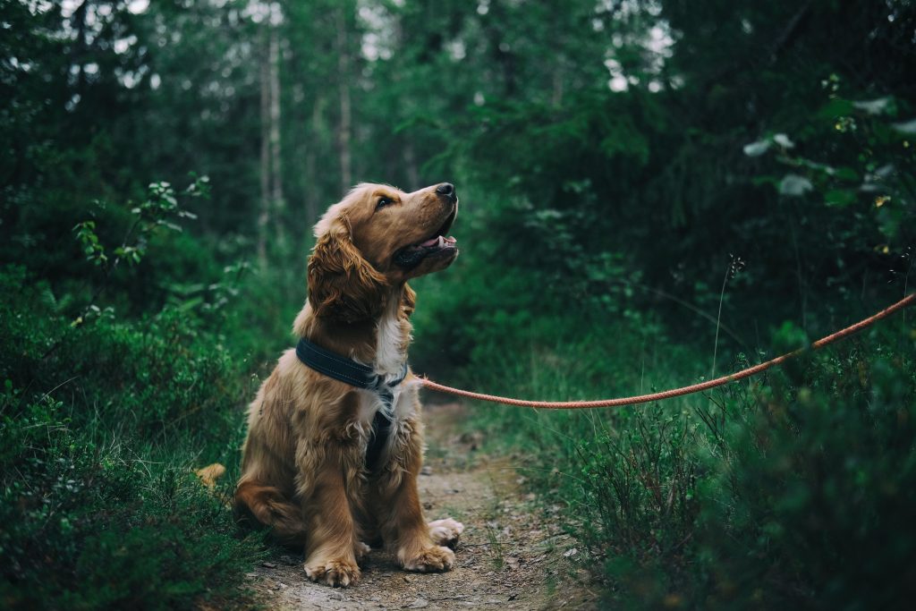 Les animaux de compagnie peuvent être d'un grand soutien pour les personnes âgées.